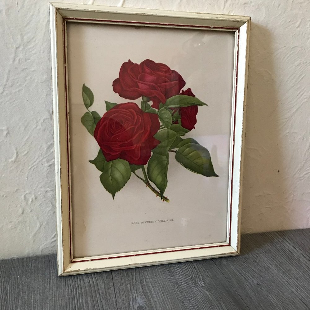 Vintage Rose Print Frame 13"x10"